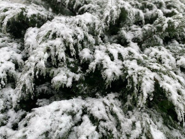 Зима пушистая