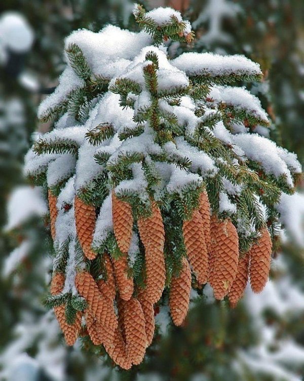 Зима пушистая