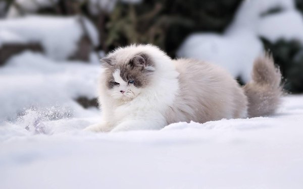 Зима пушистая