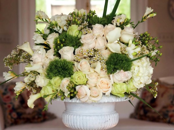 гортензия фрезия