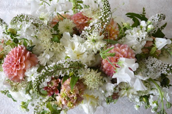 георгины с гипсофилой