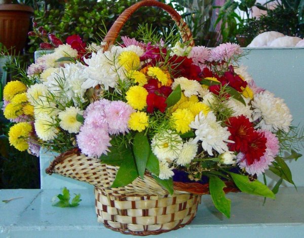 хризантемы в корзинке