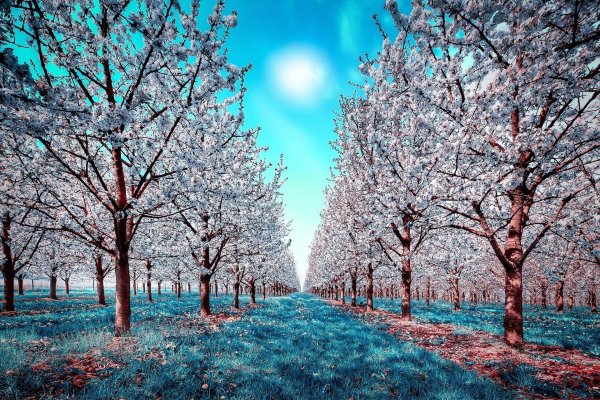 Зима и лето