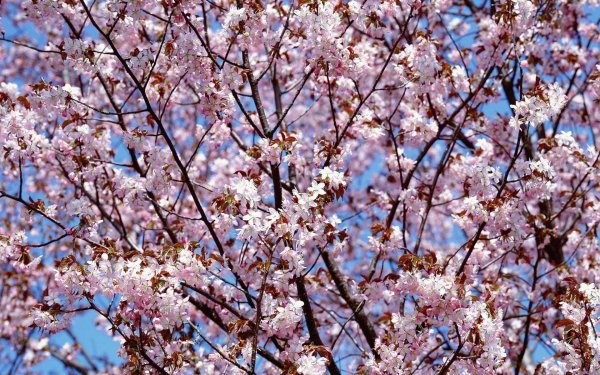 Зима и лето