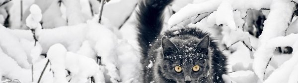 Зима с кошками