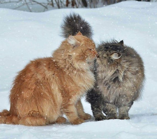 Зима с кошками