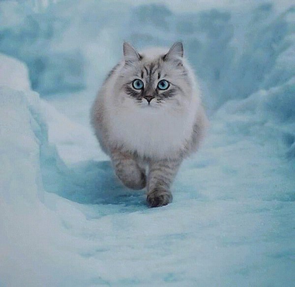 Зима с кошками