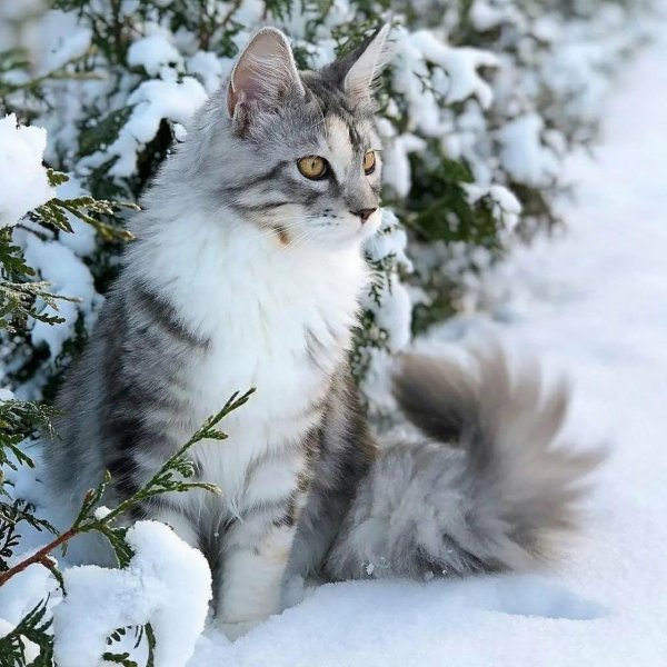 Зима с кошками