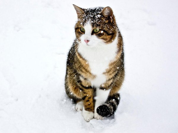 Зима с кошками