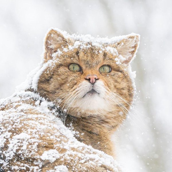 Зима с кошками