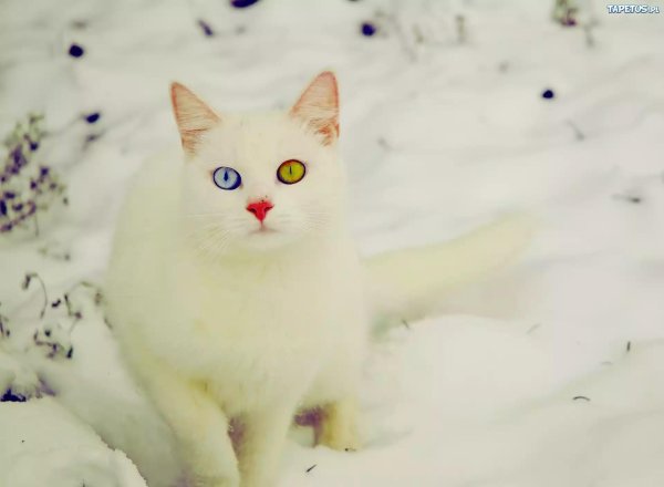 Зима с кошками