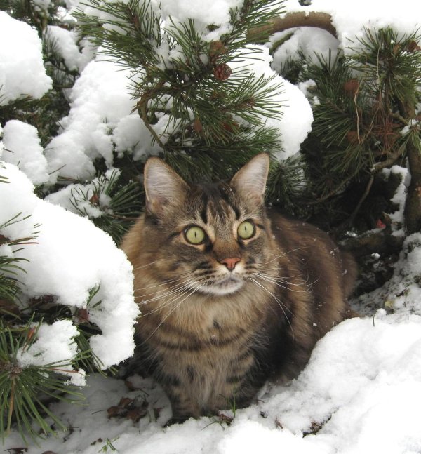 Зима с кошками