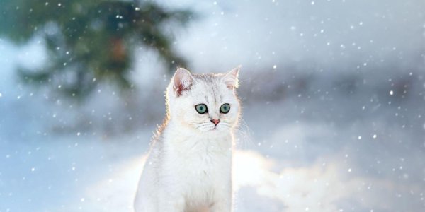 Зима с кошками