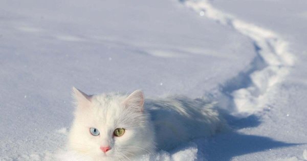 Зима с кошками