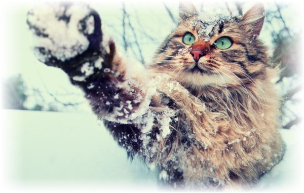 Зима с кошками