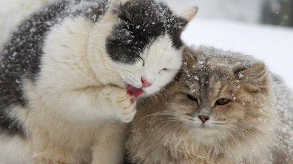 Зима с кошками
