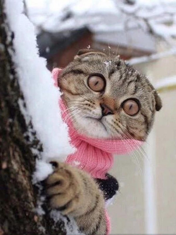 Зима с кошками