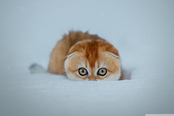 Зима с кошками