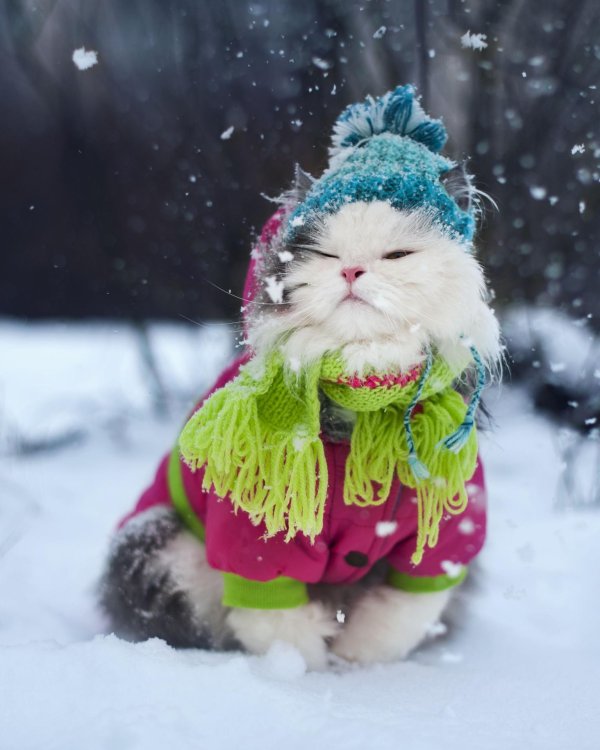 Зима с кошками