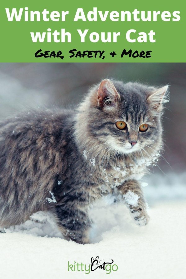 Зима с кошками