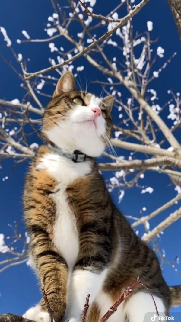 Зима с кошками