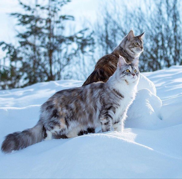 Зима с кошками