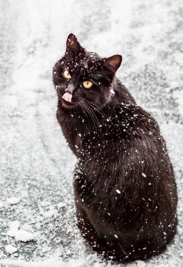 Зима с кошками