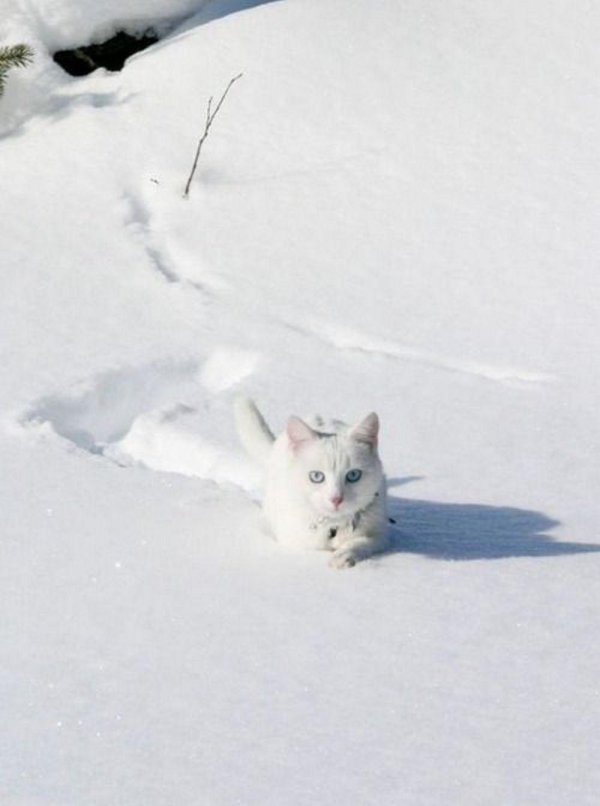 Зима с кошками