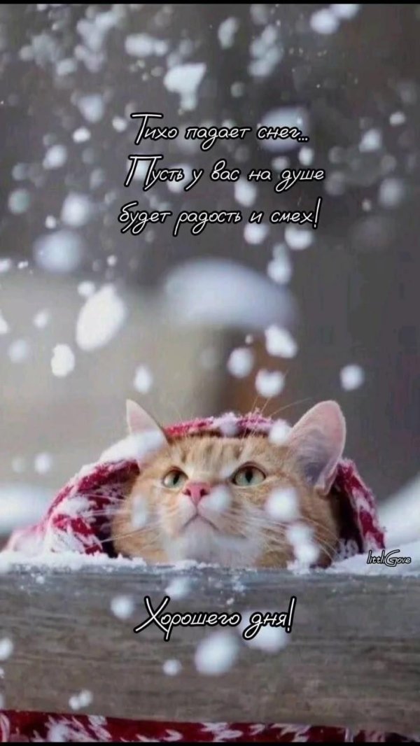 Зима с кошками