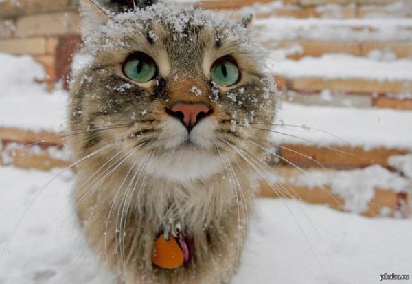 Зима с кошками