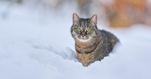 Зима с кошками