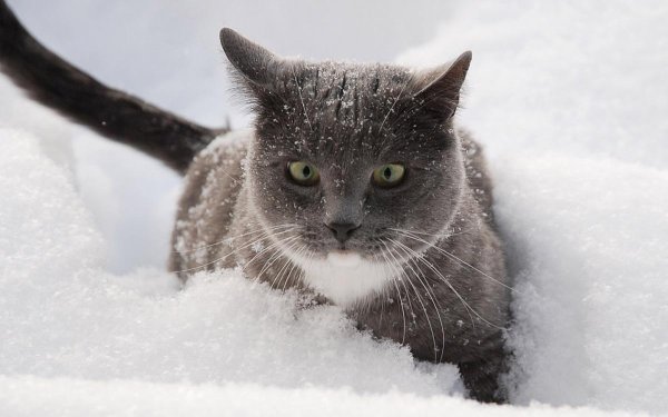 Зима с кошками