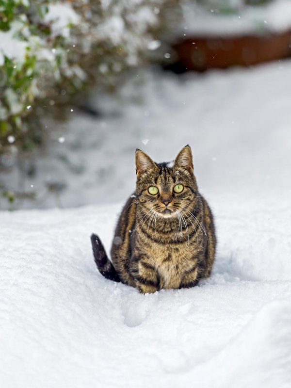 Зима с кошками