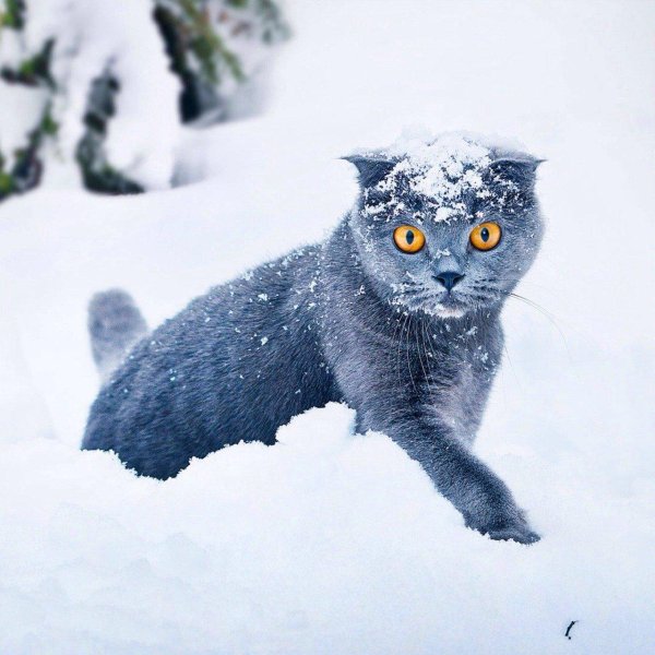 Зима с кошками