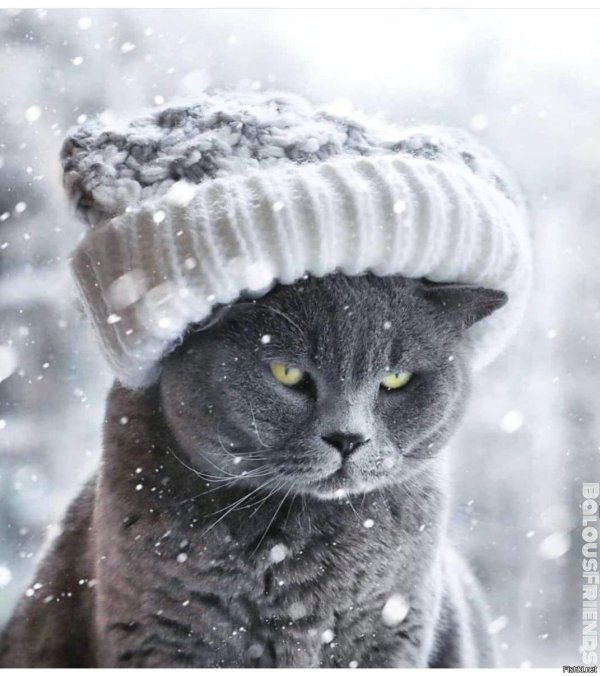 Зима с кошками