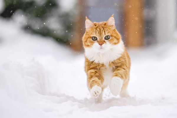 Зима с кошками