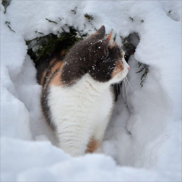 Зима с кошками