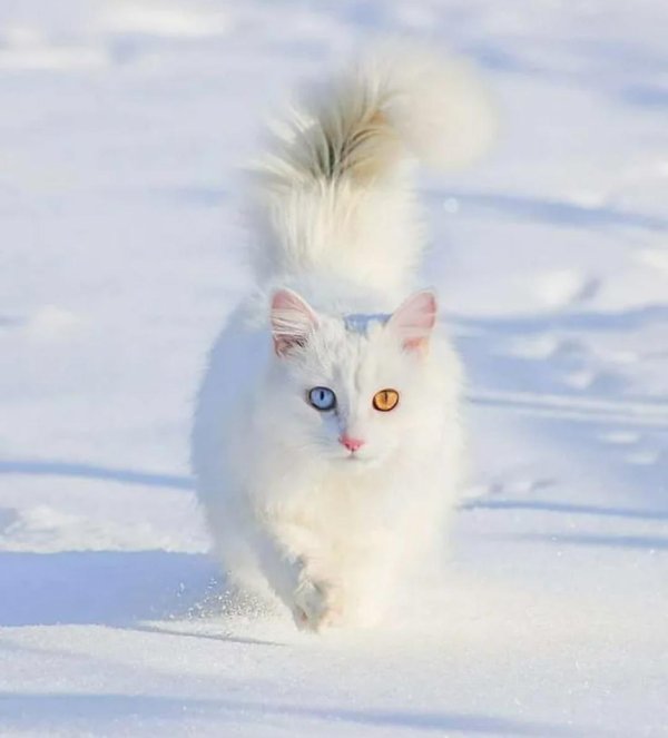 Зима с кошками