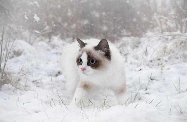 Зима с кошками