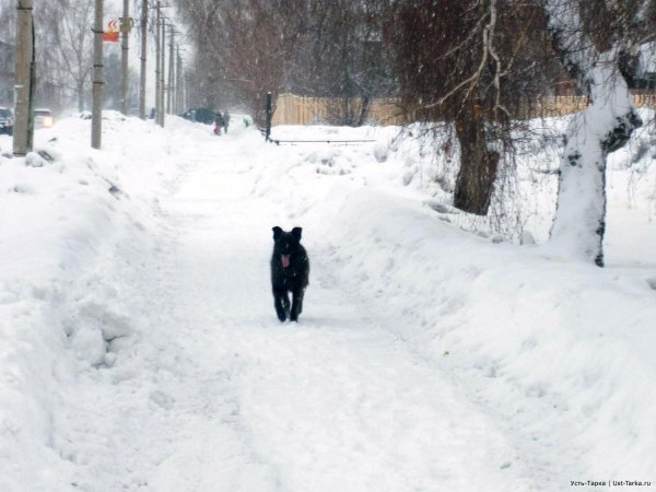 Зима недаром злится