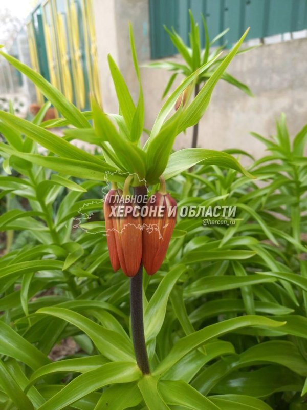 Зима недаром злится