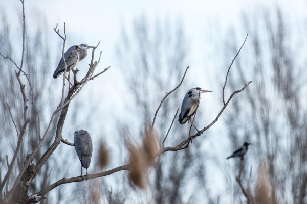 Зима недаром злится