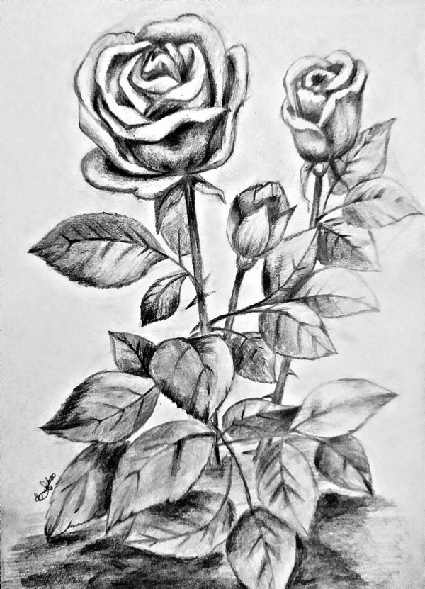 карандашом цветы