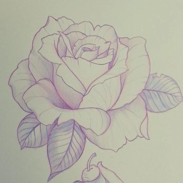 роза для срисовки