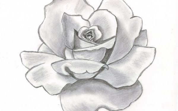 цветок простым карандашом