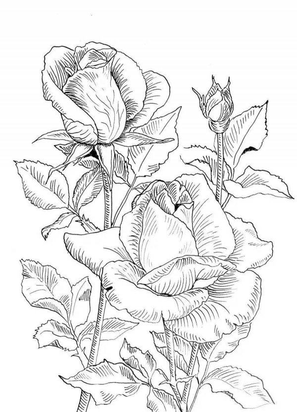 роза раскраска