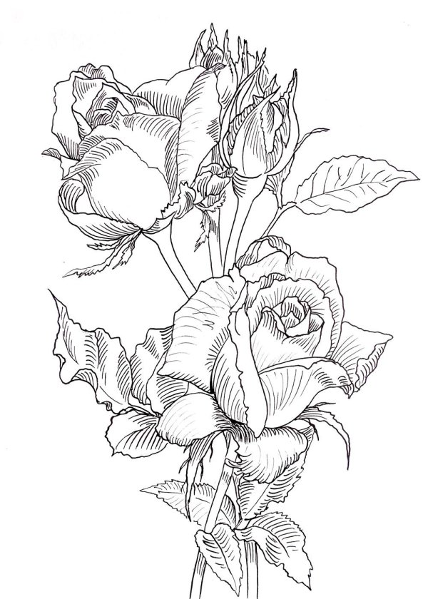 раскраски цветов розы