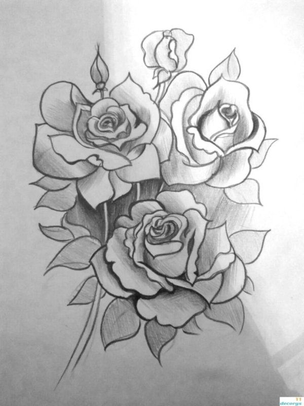 роза рисунки