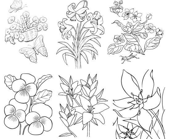 цветки раскраска