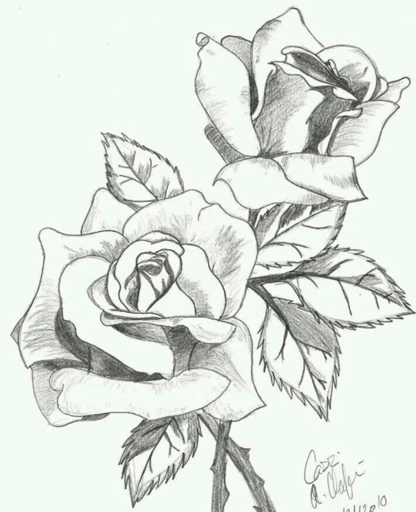 рисунки цветов для срисовки